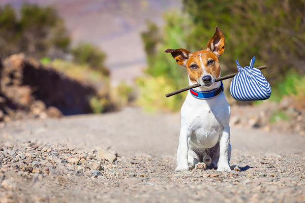 What to buy before adopting a badass dog –