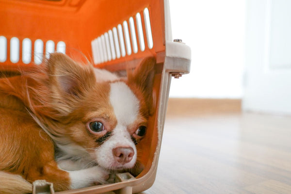 How to crate train a chihuahua hotsell