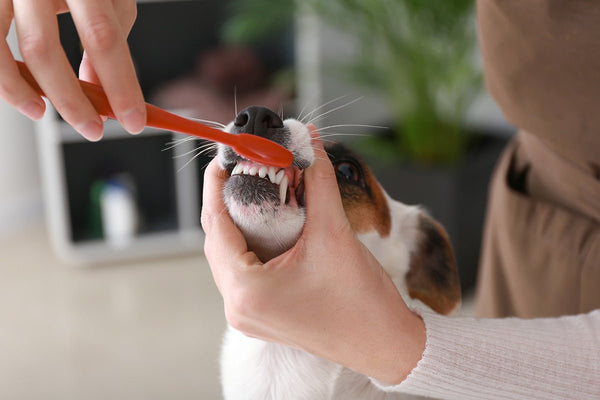 How to Brush Your Dog s Teeth Best Bully Sticks