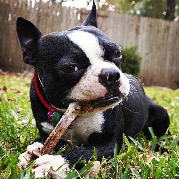 Rawhide Dog Chews How Safe are They Best Bully Sticks