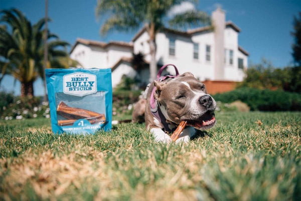 Puppy swallowed bully stick best sale