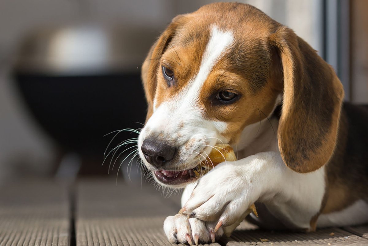 beagle with chew between paws