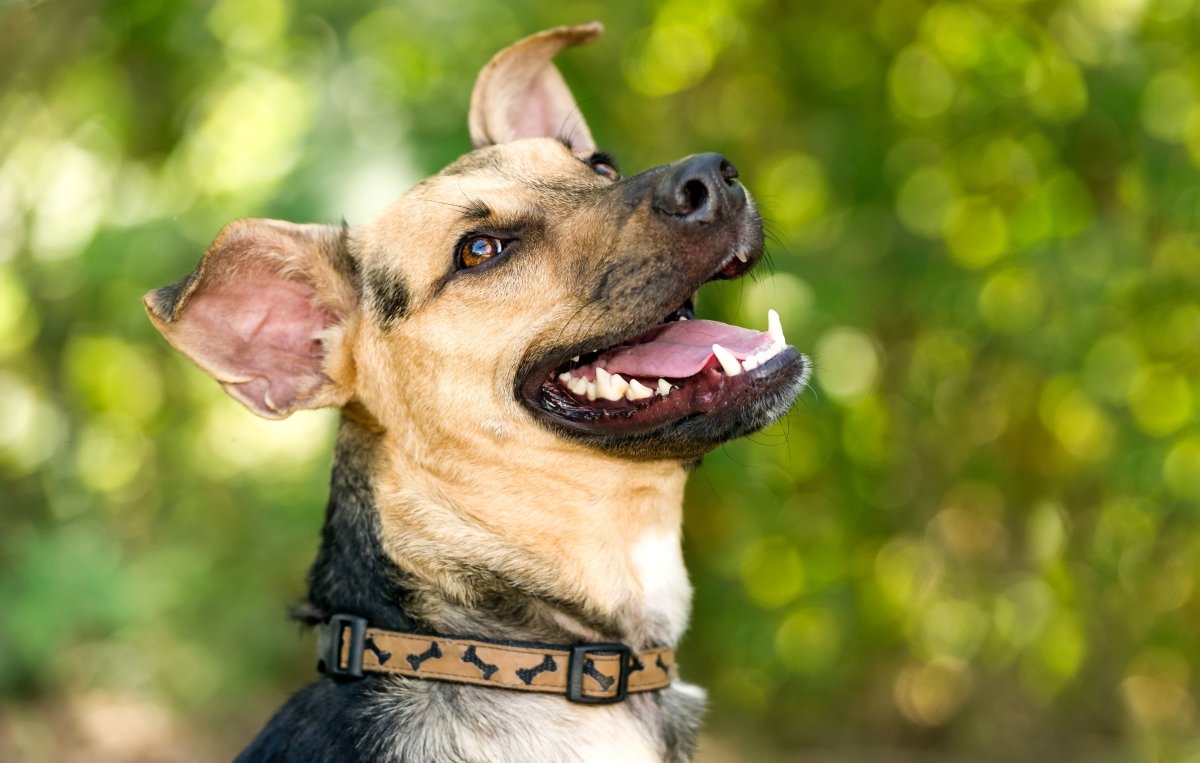 smiling dog with bones on collar outside