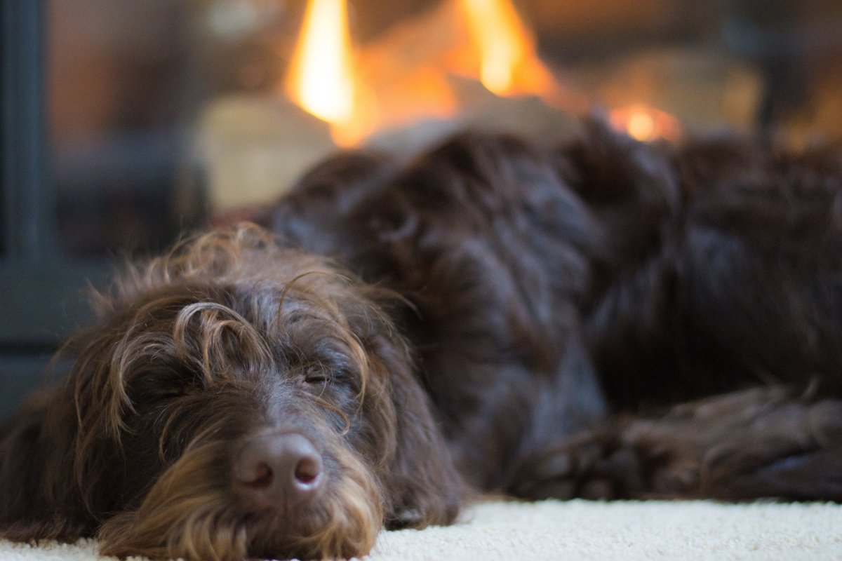 dog laying on the floor