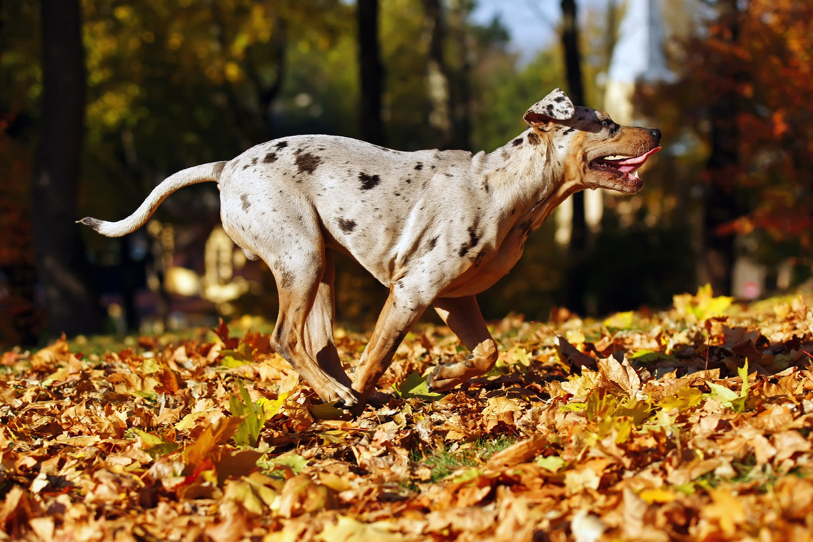 Exercise a dog: Consider age, breed, and overall health