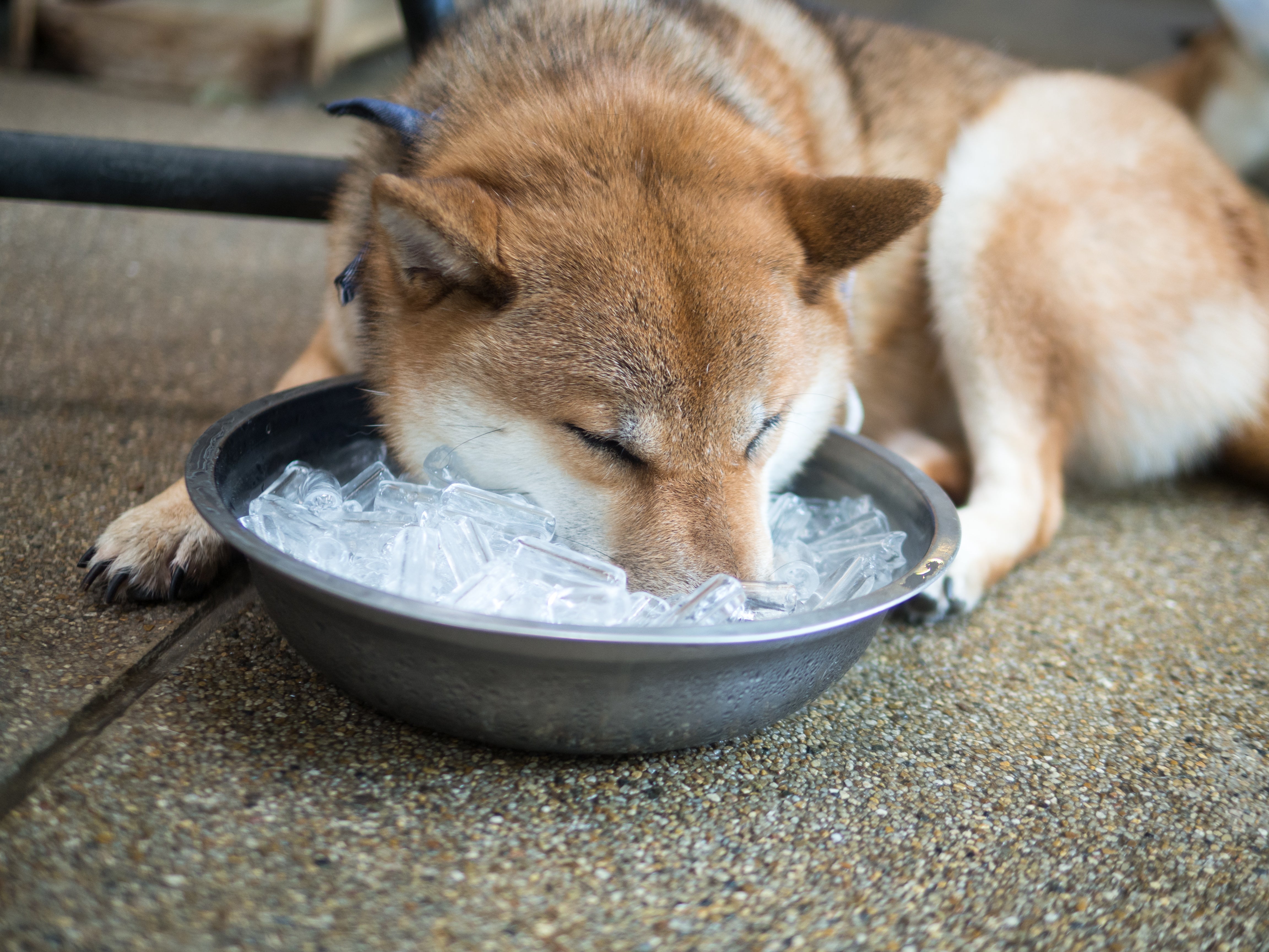 Ice cubes are not actually dog's best friend