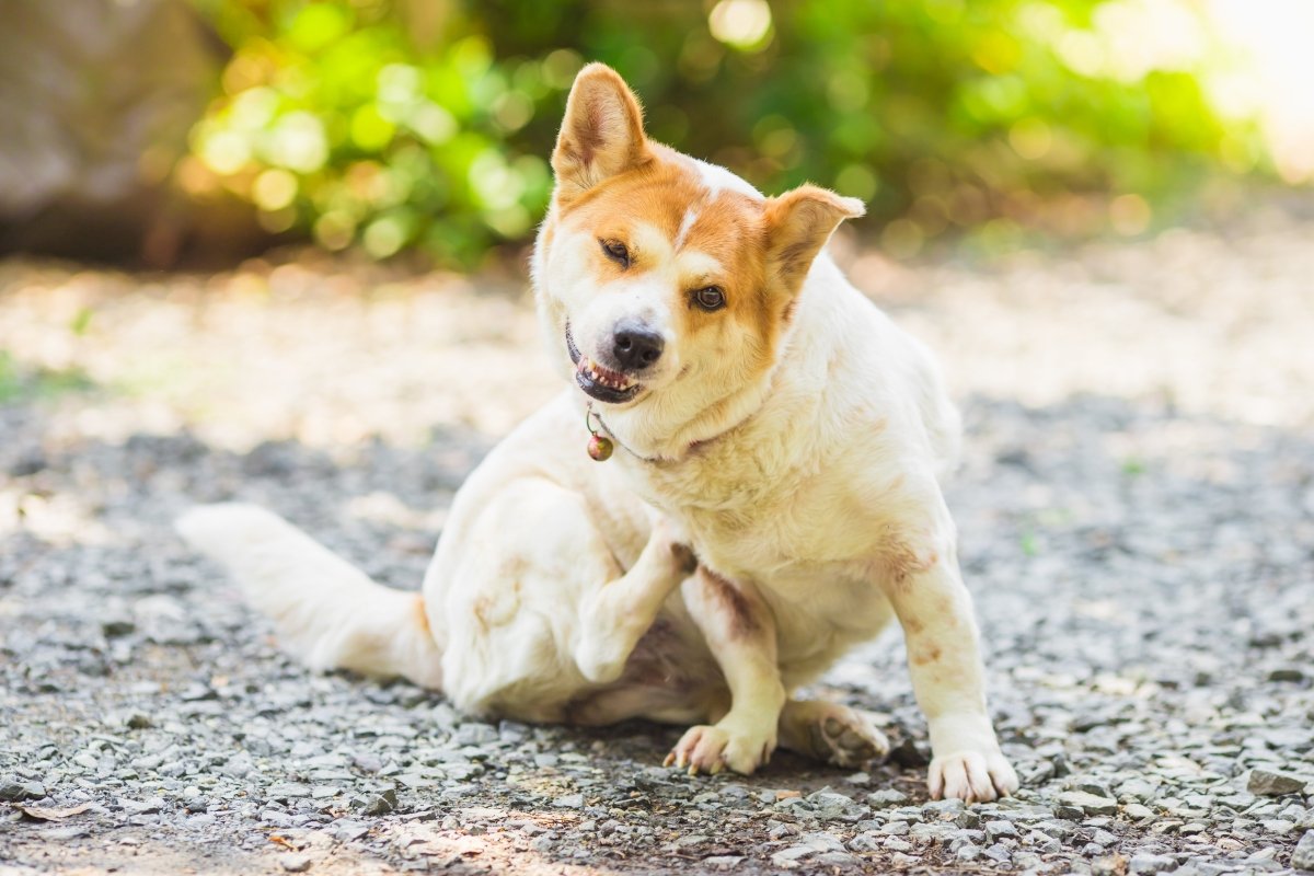 dog scratching in a field