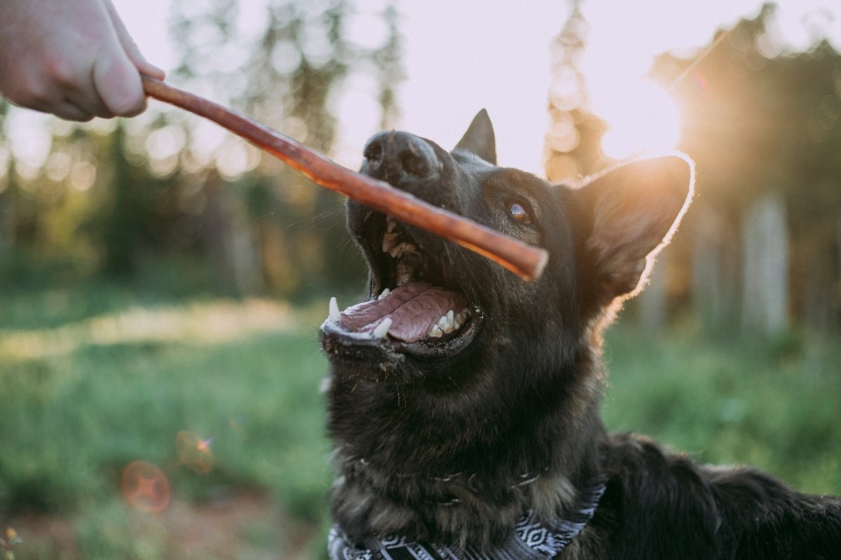 Are Bully Sticks Good for Dog Teeth Here s Your Answer Best Bully Sticks