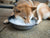 dog resting face in bowl of ice