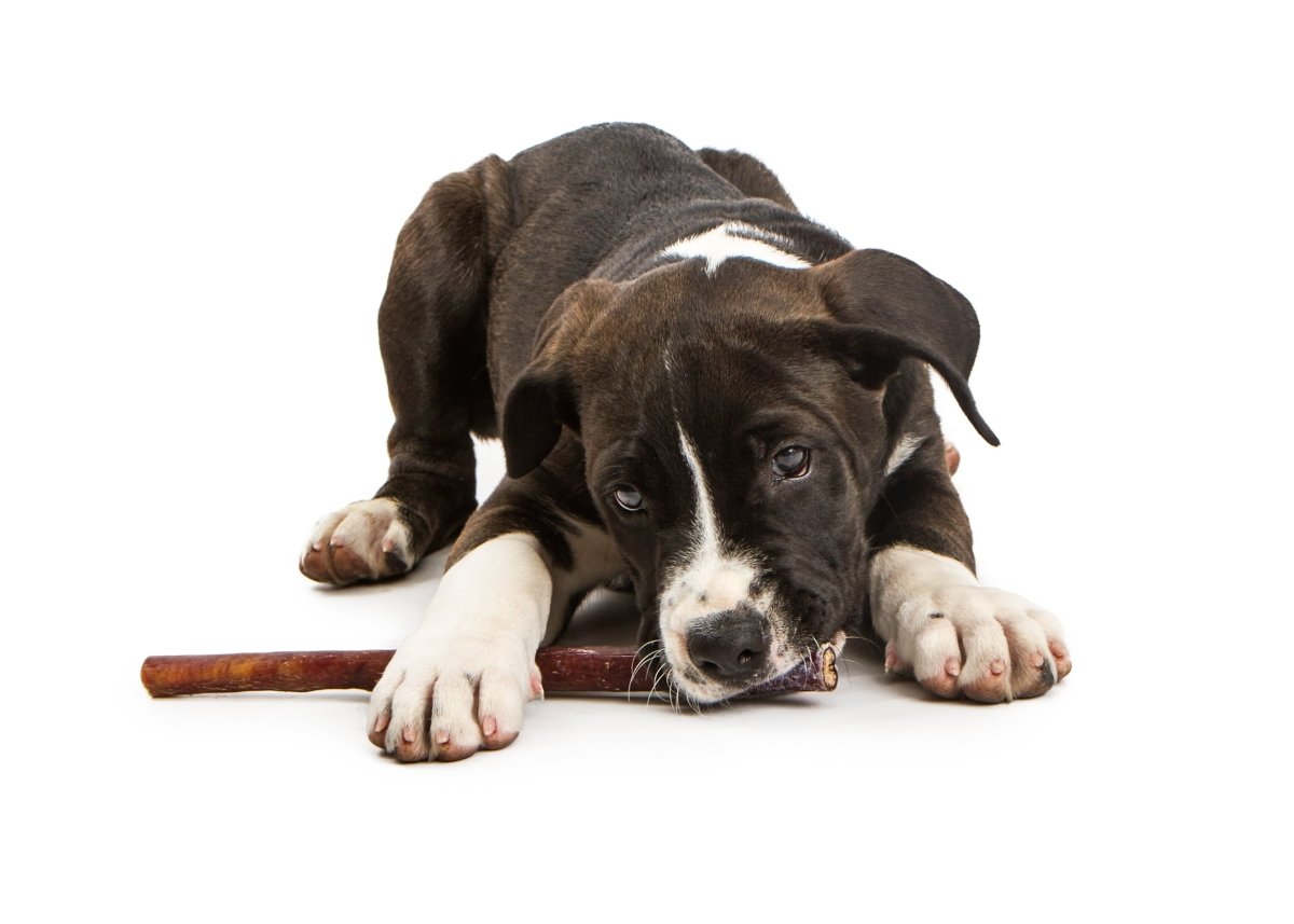 dog chewing a bully stick while laying down 