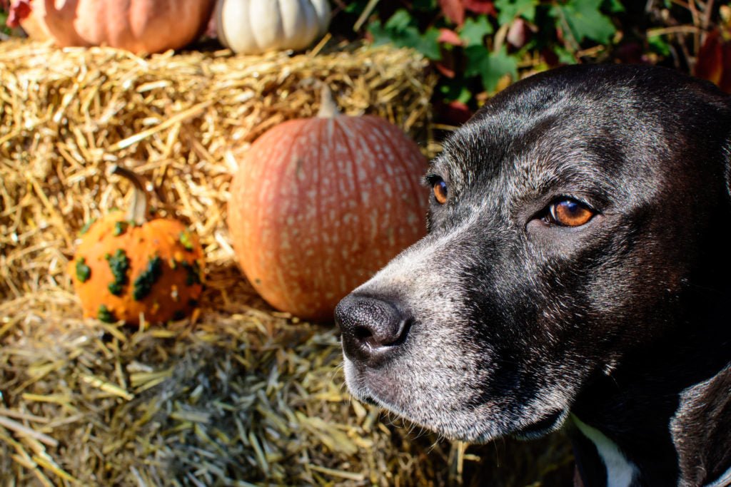 Can Dogs Eat Turkey Your Canine s Guide to Thanksgiving Dinner Best Bully Sticks