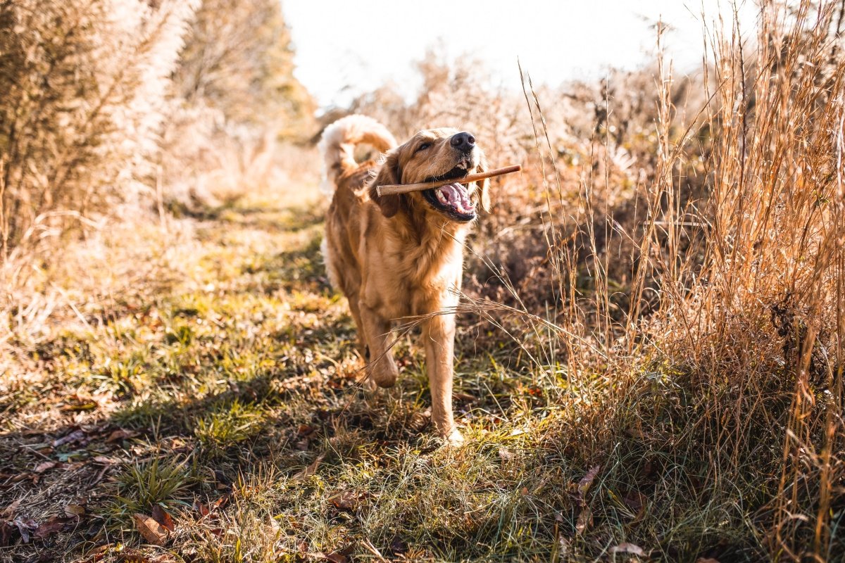 golden retriever in field running with antler in mouth