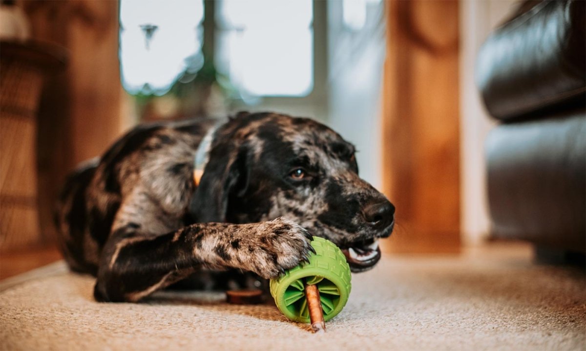 Dog chewing paws treatment best sale