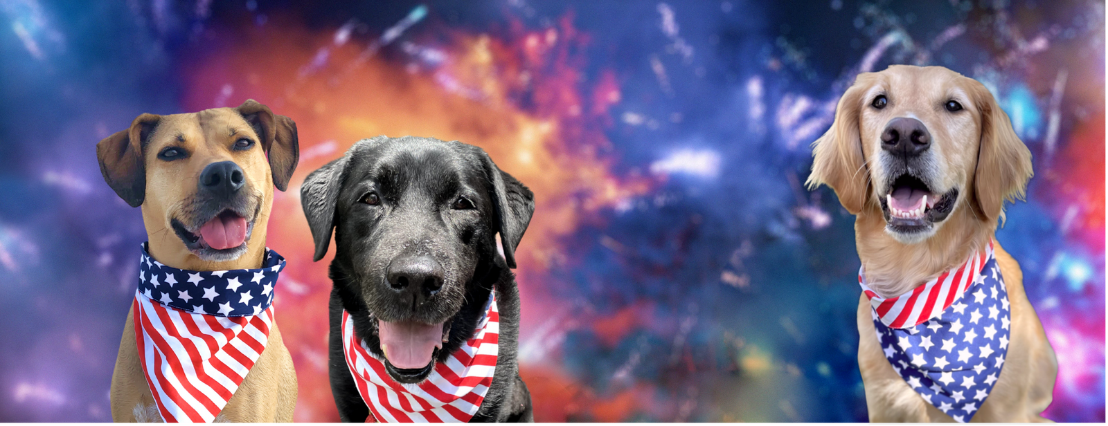 Keeping Pets Calm and Safe During Fourth of July Celebrations