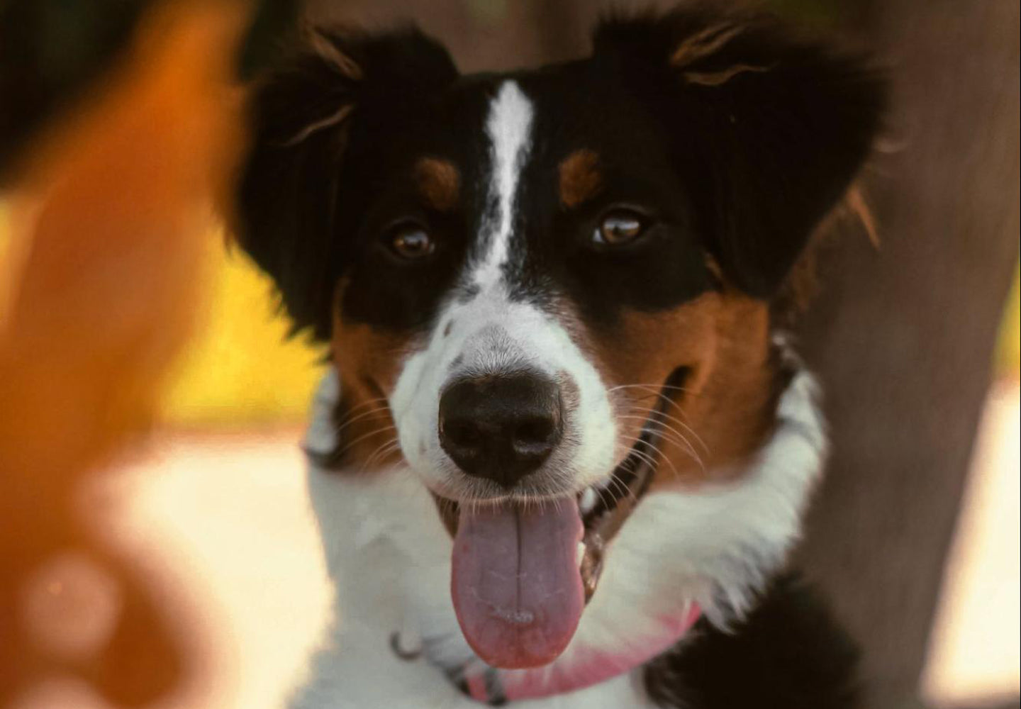 https://www.bestbullysticks.com/cdn/shop/articles/happy-dog-with-tongue-hanging-out_1440x.jpg?v=1625254347