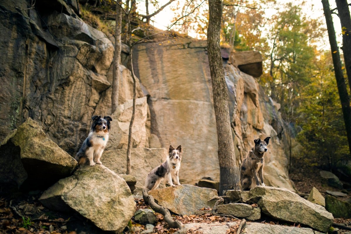 dog sitting in front of hiking trail