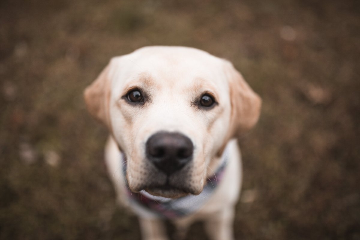 How to Care for a Vomiting Dog | Best Bully Sticks