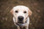 dog looking up in a field