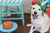 dog wearing birthday hat