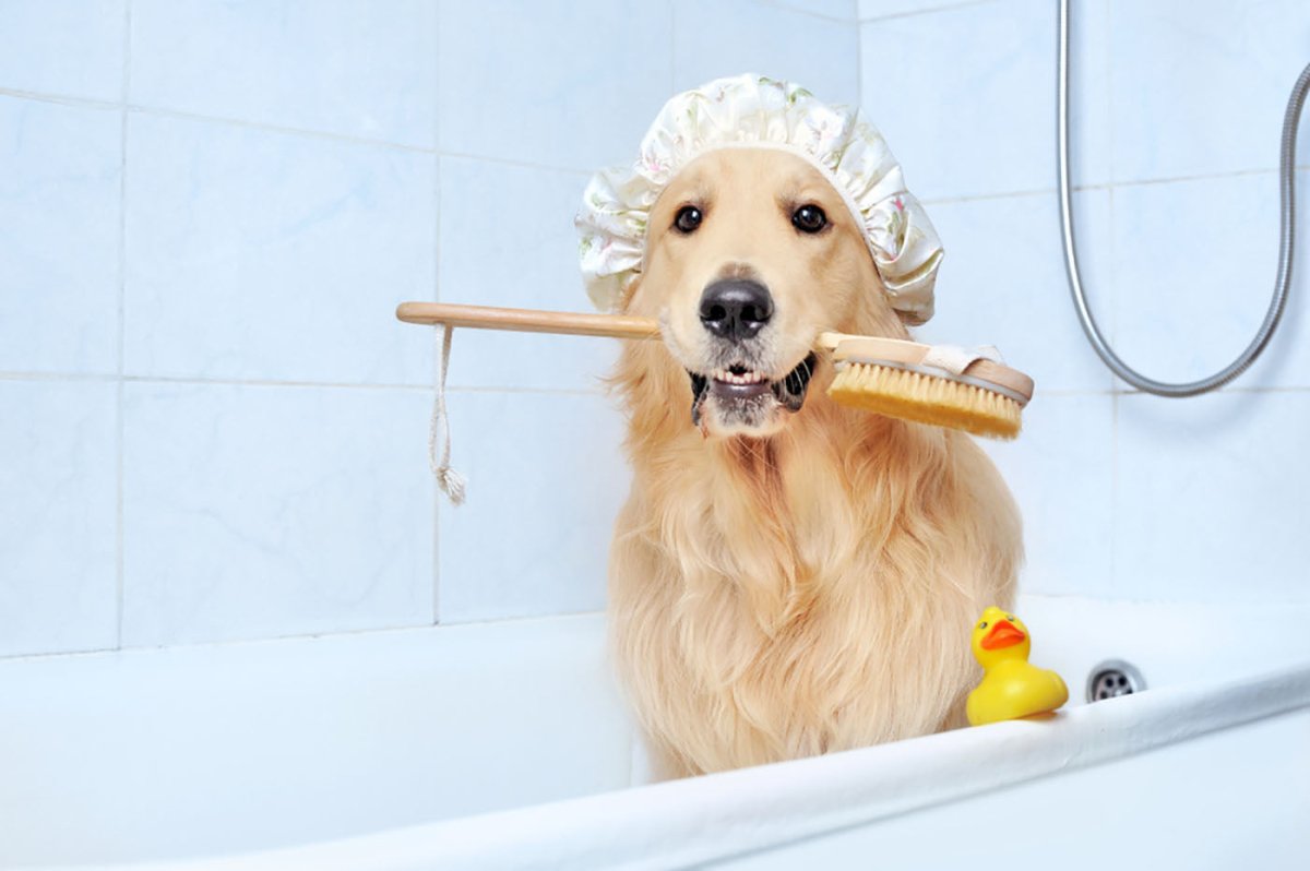 lab waiting for bath