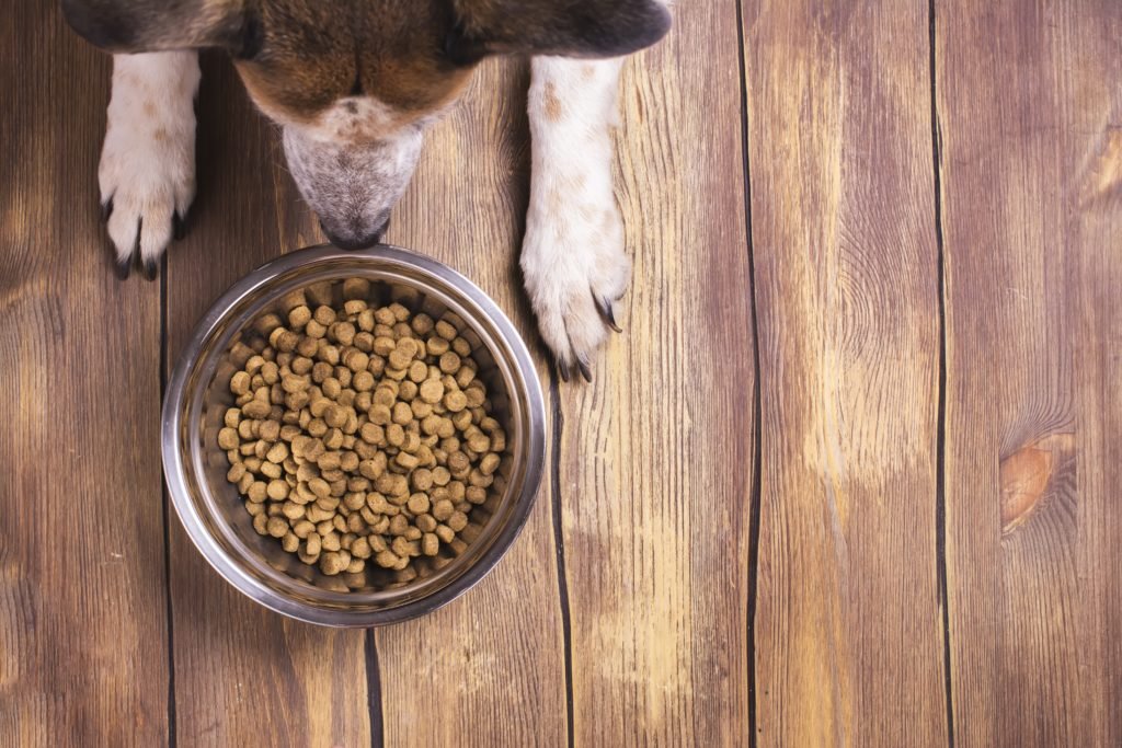 a dog eating out of his food bowl