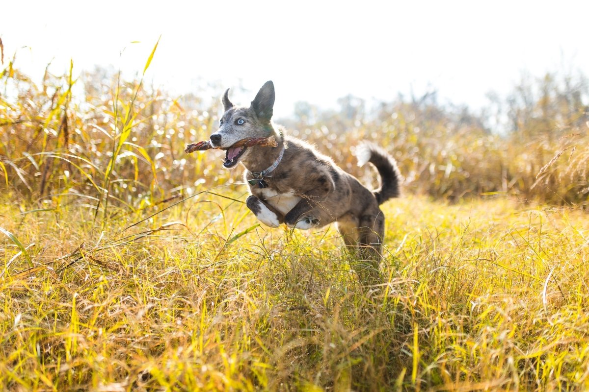 How to Train Your Dog Not to Bark in 6 Easy Steps Best Bully Sticks