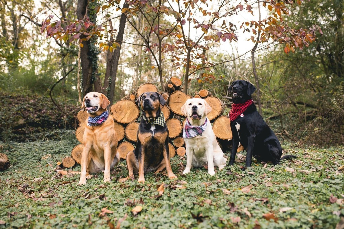 4 dogs sitting in front of a pile of logs