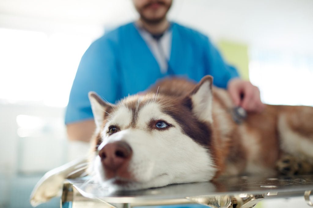 dog laying on vet table while being examined