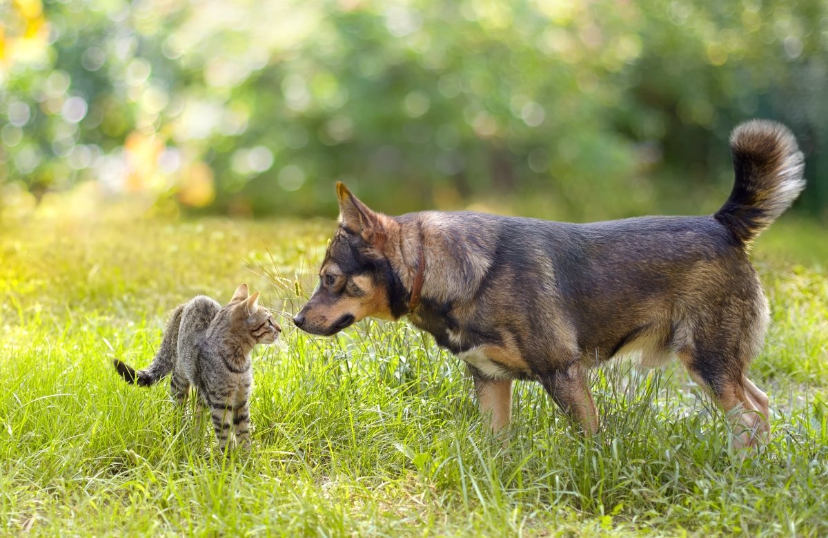 Introducing my fashion dog to a kitten