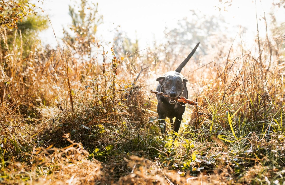 dog running through tall grass with a treat in it's mouth