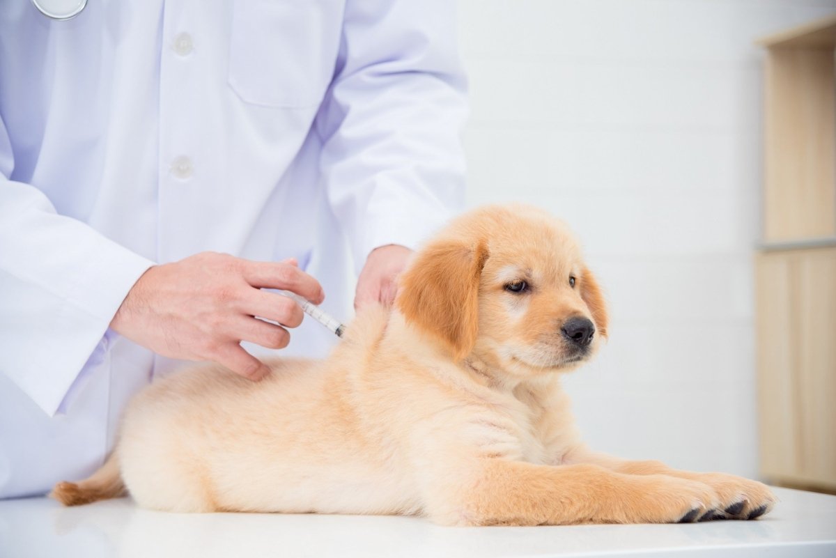 dog being given a vaccine from a vet