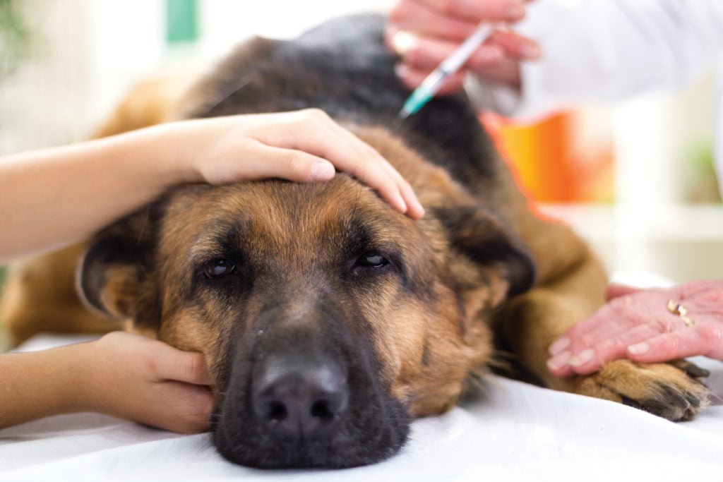 dog being given a shot from a vet 