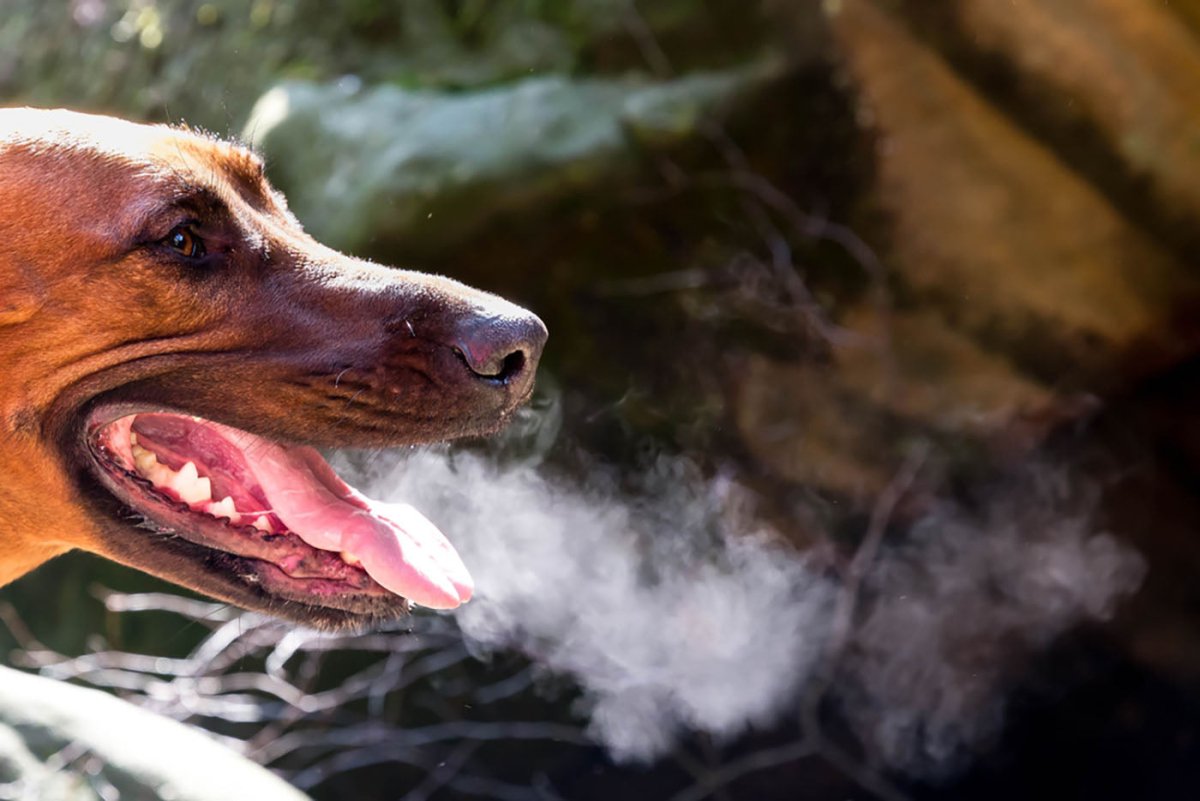 What Causes Bad Breath in Dogs Best Bully Sticks