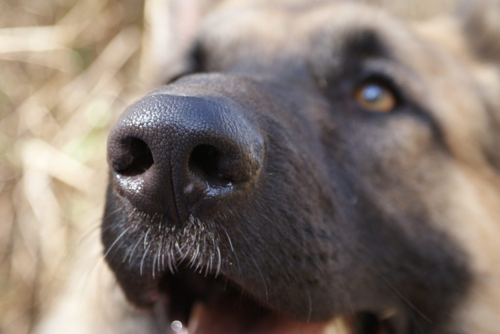 close up of a dog's nose