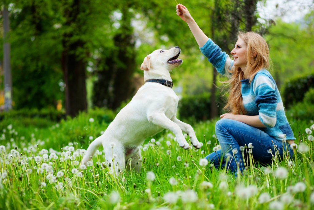 woman in field with yellow lab jumping for a treat