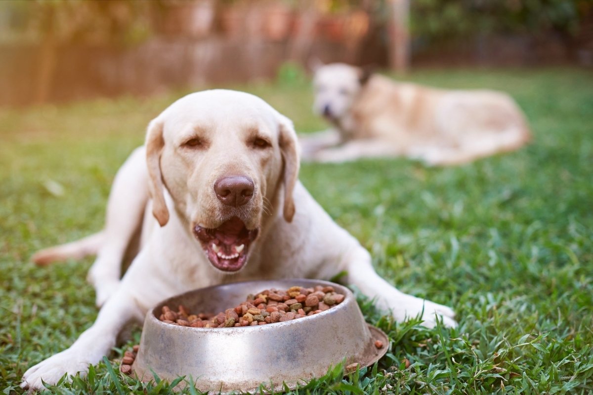 Best time to feed your dog hotsell