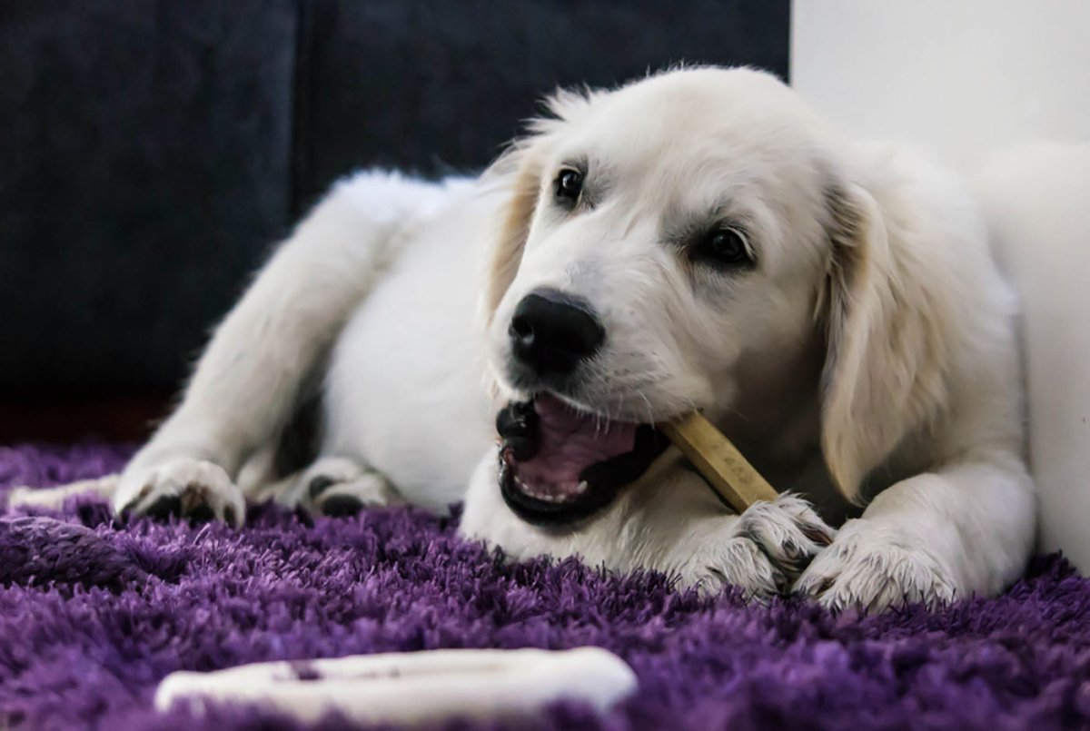 lab with chew treat