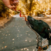 A dog stands on a path, eagerly reaching towards a person&#39;s hand holding a Best Bully Sticks&#39; 10-Inch Curly Bully Stick, an all-natural, low-fat chew from the 25 pack.