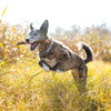 A dog running with a 12-Inch Braided Bully Stick from Best Bully Sticks in its mouth.