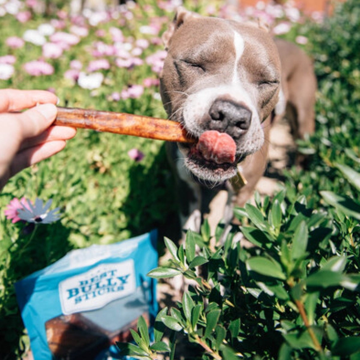 12-Inch Jumbo Odor-Free Bully Stick | Best Bully Sticks