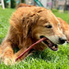 A dog enjoys a 12-Inch Jumbo Odor-Free Bully Stick from Best Bully Sticks while lying on the green grass.