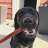 A black dog holds a 12-Inch Jumbo USA-Baked Odor-Free Bully Stick by Best Bully Sticks in its mouth, standing outdoors with a building in the background.