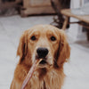 Golden retriever happily holding a 12-Inch Odor-Free Bully Stick Mix from Best Bully Sticks in its mouth indoors.