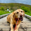 A golden retriever lies on a wooden path, happily gnawing on a 12-Inch Standard Bully Stick by Best Bully Sticks, with a grassy hill and cloudy sky in the background.