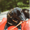 A black dog with white markings lies on an orange blanket outdoors, happily chewing a 12-Inch Thick Odor-Free Bully Stick from Best Bully Sticks.