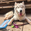 A Siberian Husky lies on the ground with a leash, a chew toy, and a 12-Inch Standard USA-Baked Odor-Free Bully Stick from Best Bully Sticks alongside a bag of treats.