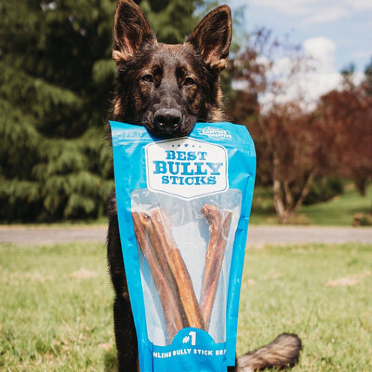 Longest lasting bully sticks best sale