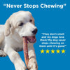 A dog chewing on a Best Bully Sticks 12-Inch Thick Odor-Free Bully Stick with the words never stops chewing.