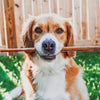 A brown and white dog, savoring a 12-Inch Thick Odor-Free Bully Stick from Best Bully Sticks, holds the treat in its mouth while standing on grass in front of a wooden fence.