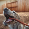 A dog holds a 12-Inch Thick USA-Baked Odor-Free Bully Stick by Best Bully Sticks in its mouth in a backyard with a wooden fence.